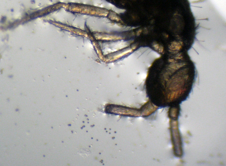 Collembola